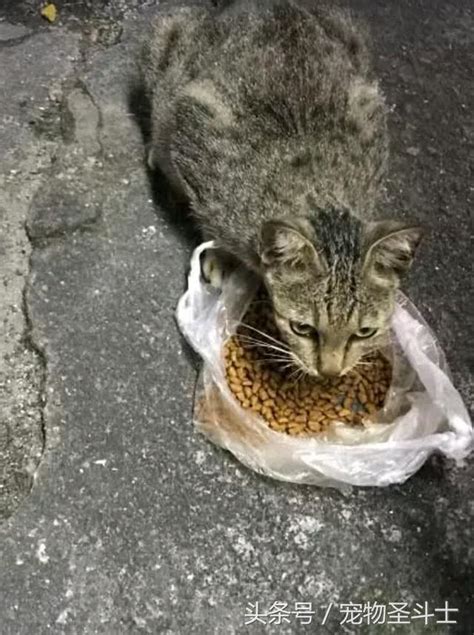 流浪貓來家裡|常投餵的流浪貓突然變得親近更主動住到家中 幾天後送上5大驚喜